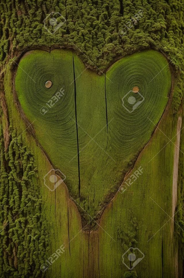 Heart-shaped carving on a tree bark with moss