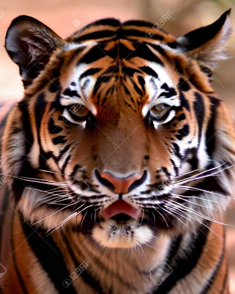 Close-up foto del viso Tigri con la bocca leggermente aperta
