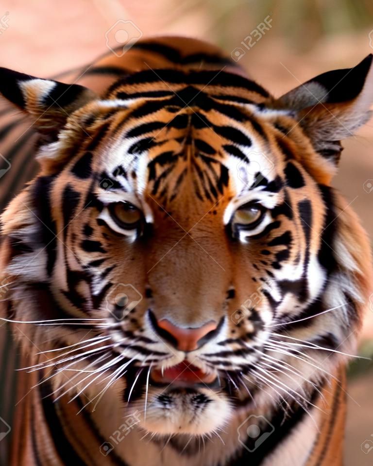 Primer plano Tigres imagen Cara con la boca ligeramente abierta