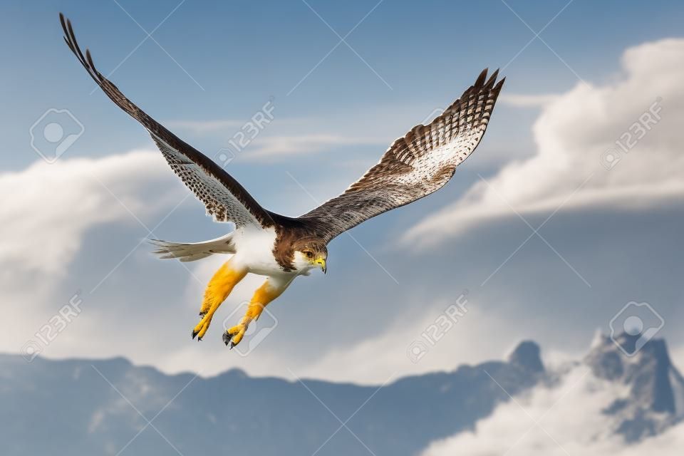 Falco ferruginoso in volo con montagne e cielo come sfondo