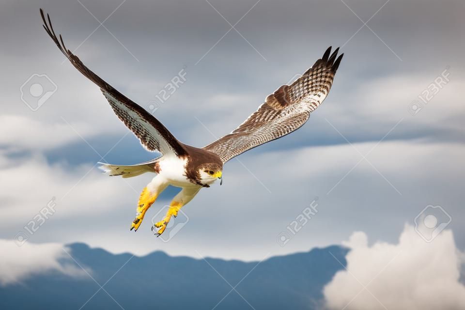 Falco ferruginoso in volo con montagne e cielo come sfondo