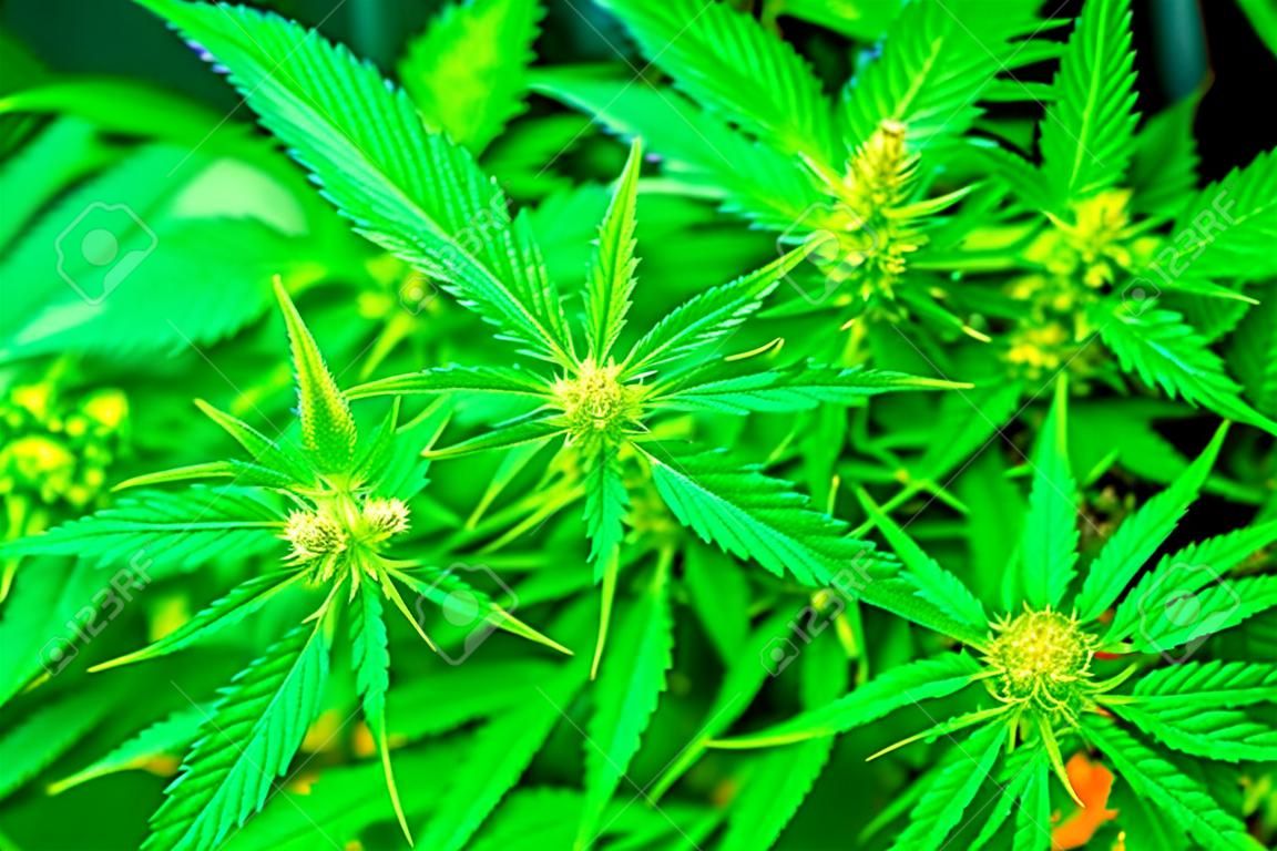 Cannabis flowers at the onset of flowering