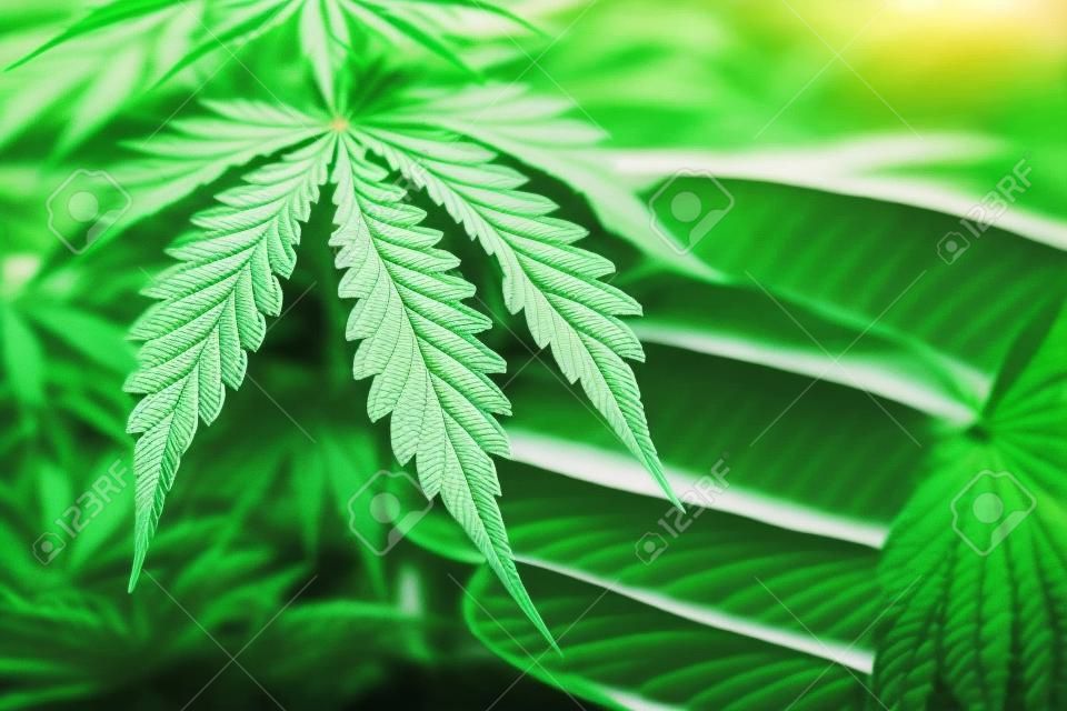 Growing cannabis indica, cultivation cannabis, marijuana leaves, hemp CBD, background green, marijuana vegetation plants,