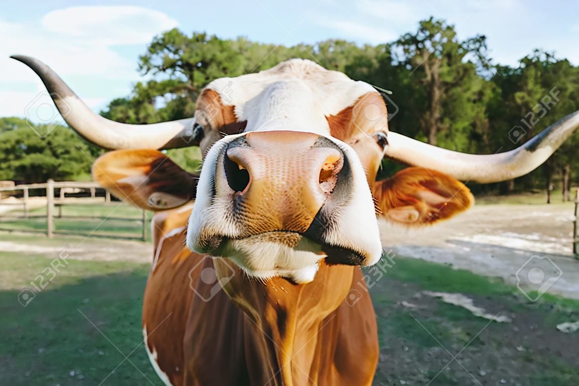 Texas Longhorn cow closeup with big nose looking at camera being funny on rural farm.