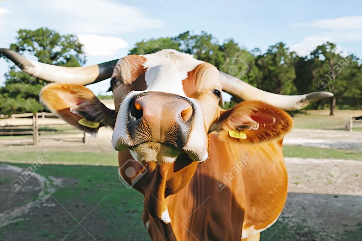 Texas Longhorn cow closeup with big nose looking at camera being funny on rural farm.