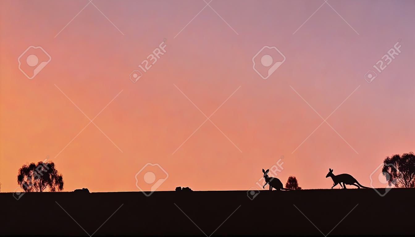 夕日の背景にカンガルー