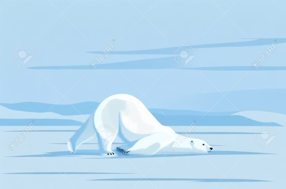 Big polar bear funny slides in the snow, cleans the fur on the neck, stylized vector image