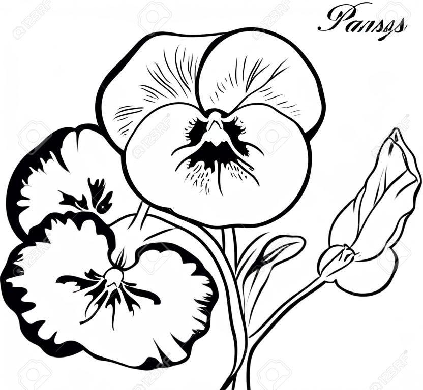Pansy .hand-drawn.Vector.coloring book