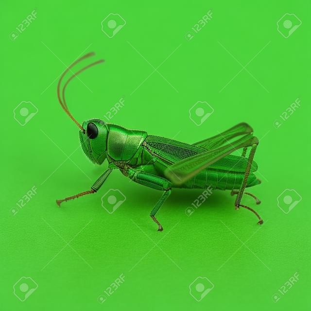 Grasshopper kleur groen.