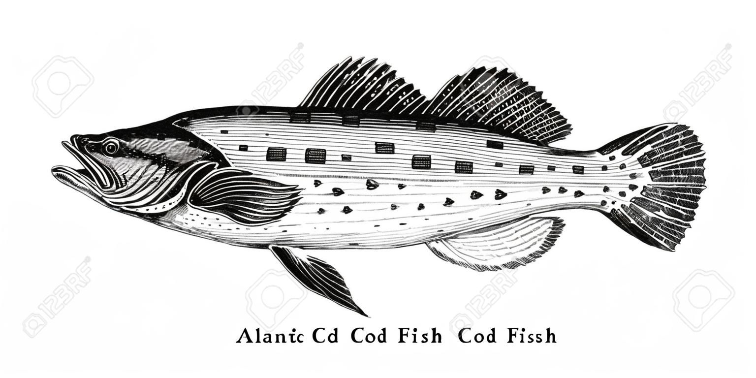 Bacalao atlántico dibujo a mano alzada, vintage grabado ilustración
