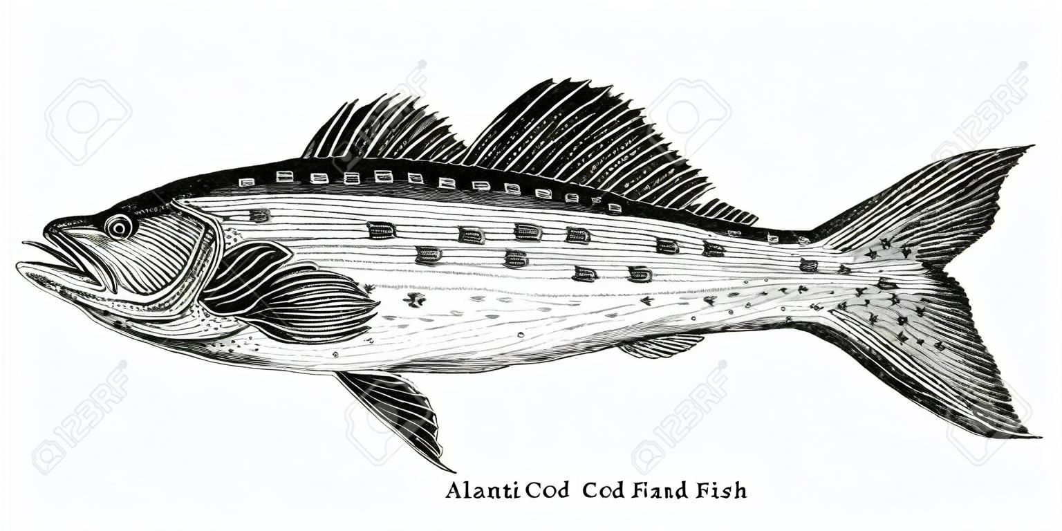 Bacalao atlántico dibujo a mano alzada, vintage grabado ilustración