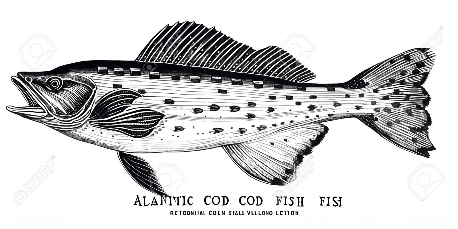 Illustrazione d'annata dell'incisione del disegno della mano del pesce del merluzzo dell'Atlantico