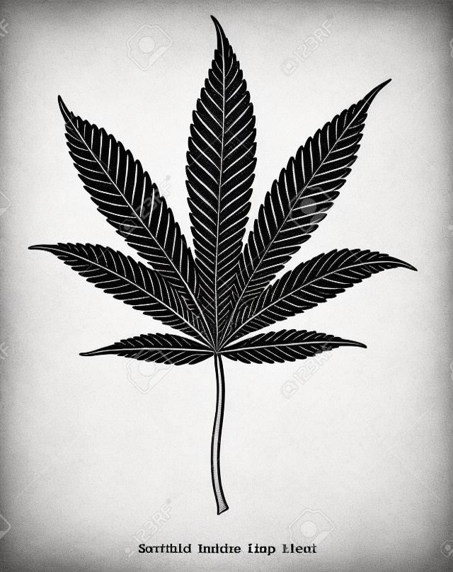 Cannabis Indica blad hand tekenen vintage gravure stijl zwart en wit clip kunst geïsoleerd op witte achtergrond,Cannabis Indica blad botanisch voor onderwijs