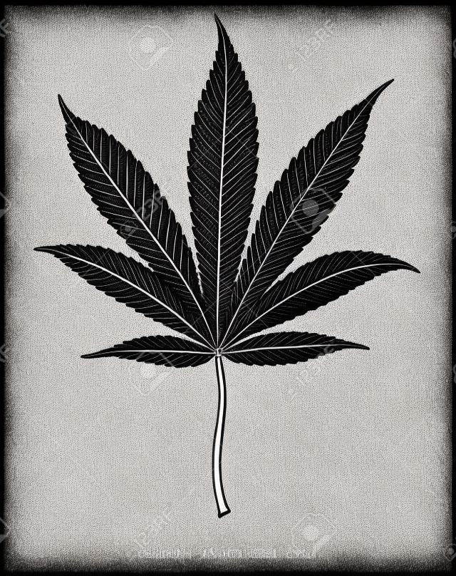Cannabis Indica blad hand tekenen vintage gravure stijl zwart en wit clip kunst geïsoleerd op witte achtergrond,Cannabis Indica blad botanisch voor onderwijs