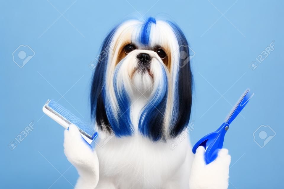 青と白の背景に犬の毛づくろいシーズー