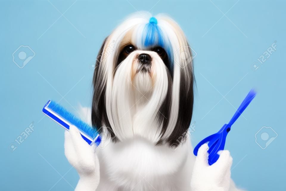Cane Shih Tzu Grooming Su sfondo bianco e blu