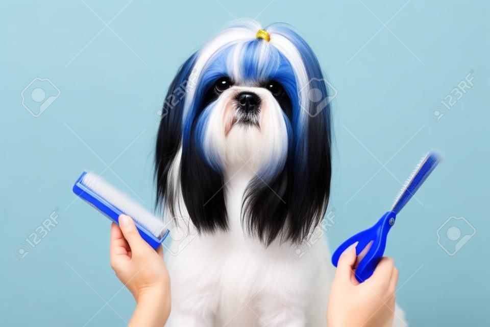 青と白の背景に犬の毛づくろいシーズー