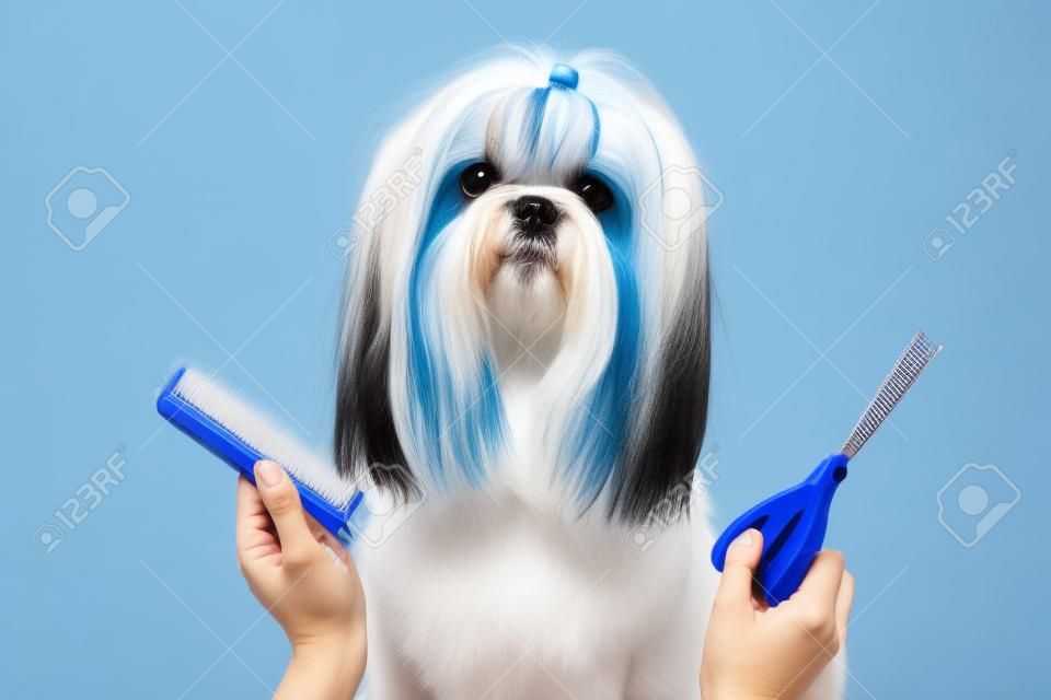 Cane Shih Tzu Grooming Su sfondo bianco e blu