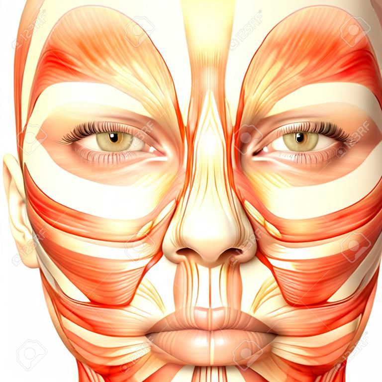 Illustration of the anatomy of the female human face isolated on a white background