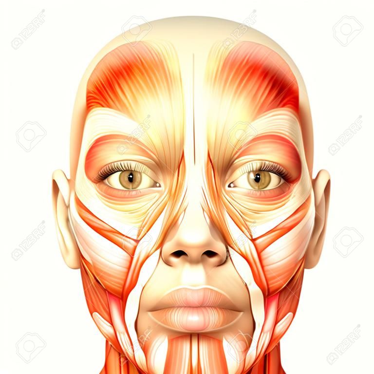 Ilustracja anatomii kobiecej twarzy ludzkiej na białym tle