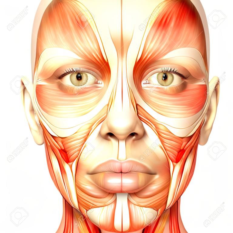 Illustration of the anatomy of the female human face isolated on a white background