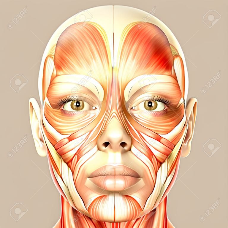 Ilustracja anatomii kobiecej twarzy ludzkiej na białym tle