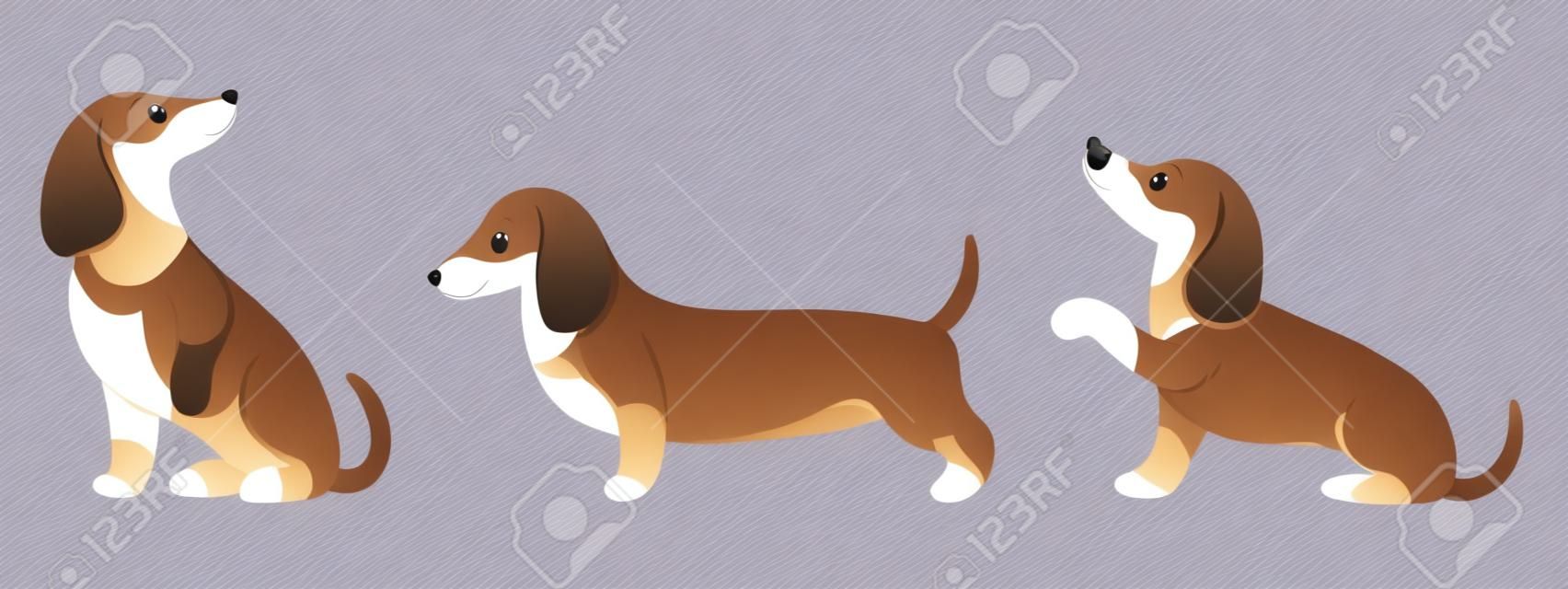 Set of cute purebred dachshunds in different poses. Illustration in cartoon style, vector