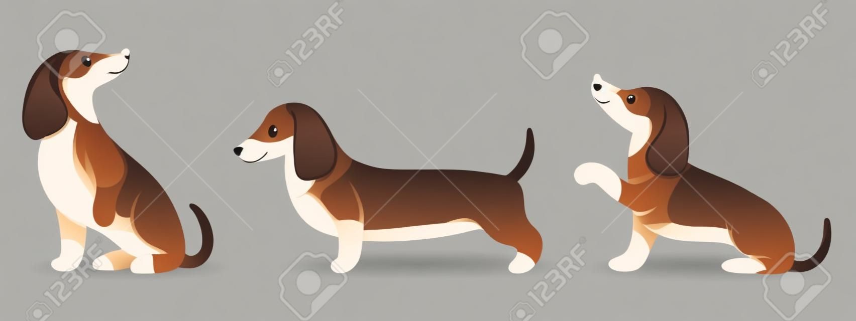 Set of cute purebred dachshunds in different poses. Illustration in cartoon style, vector