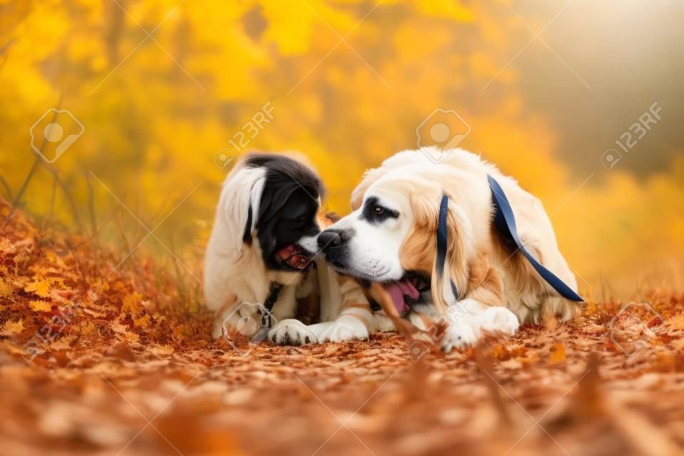 menina encontra-se ao lado de cão grande no outono caminhada Berner Sennenhund