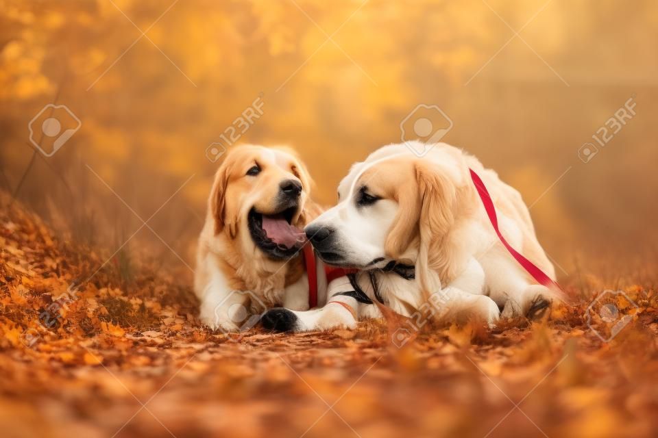 girl lies next to big dog on autumn walk Berner Sennenhund
