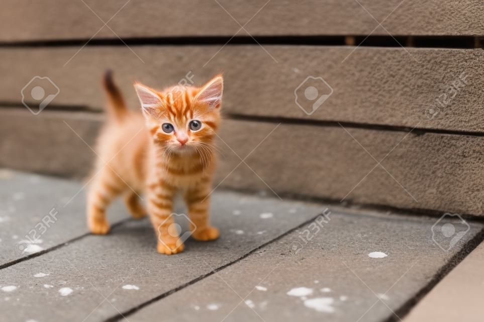 ginger small kitten playing in the street