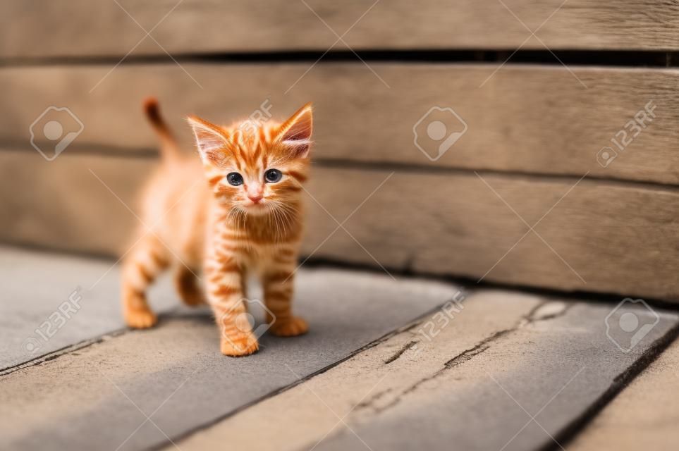 ginger small kitten playing in the street