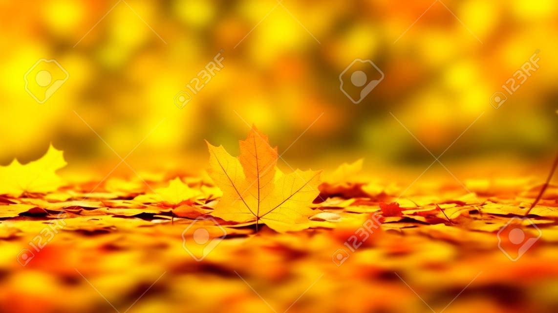Autumn yellow leaves on the ground