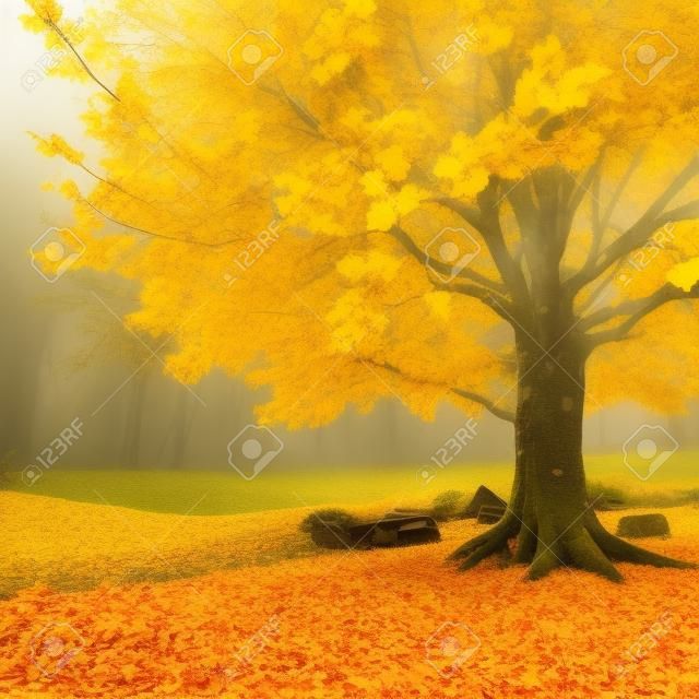 노란 가을 나무