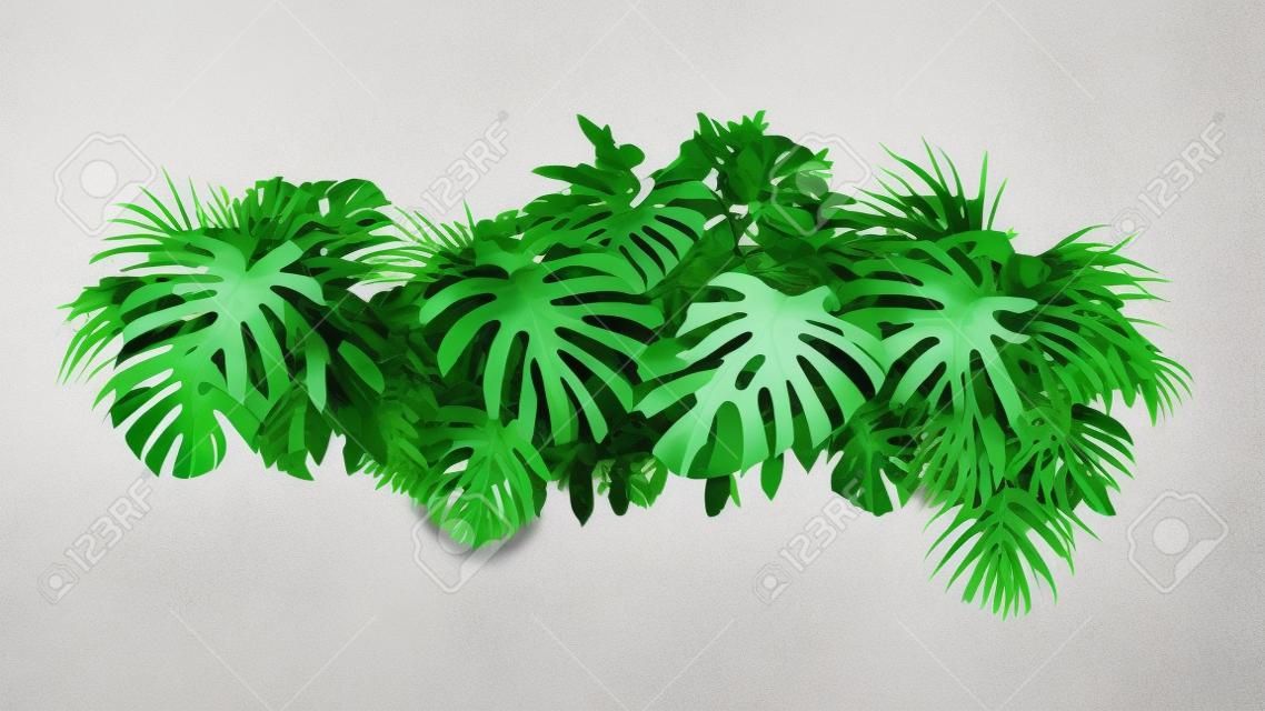 Tropikal yapraklar yeşillik bitki çalı çiçek aranjmanı doğa zemin beyaz arka planda izole edilmiş, kırpma yolu dahil.