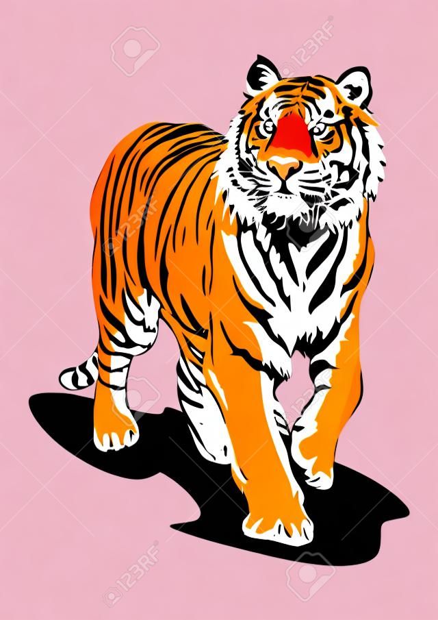 Tygrys bengalski spaceru ilustracja prawdziwy kolor wektor clipart z białym tłem