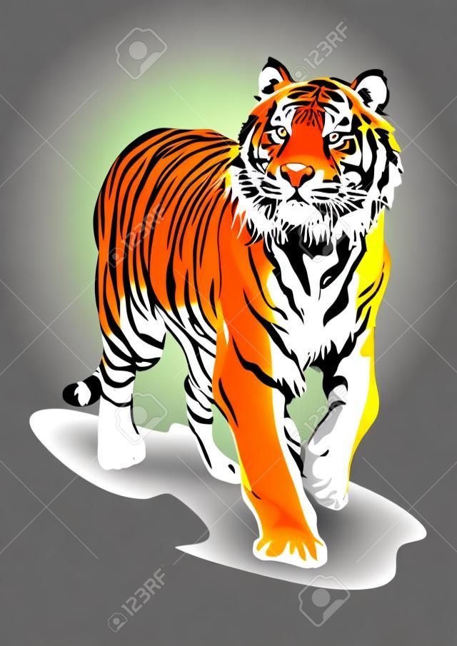 Tigre de Bengala caminando ilustración color verdadero vector clip art con fondo blanco
