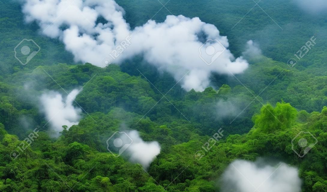 Forêts tropicales humides remplies de vapeur et d'humidité, parc national de Khao Yai