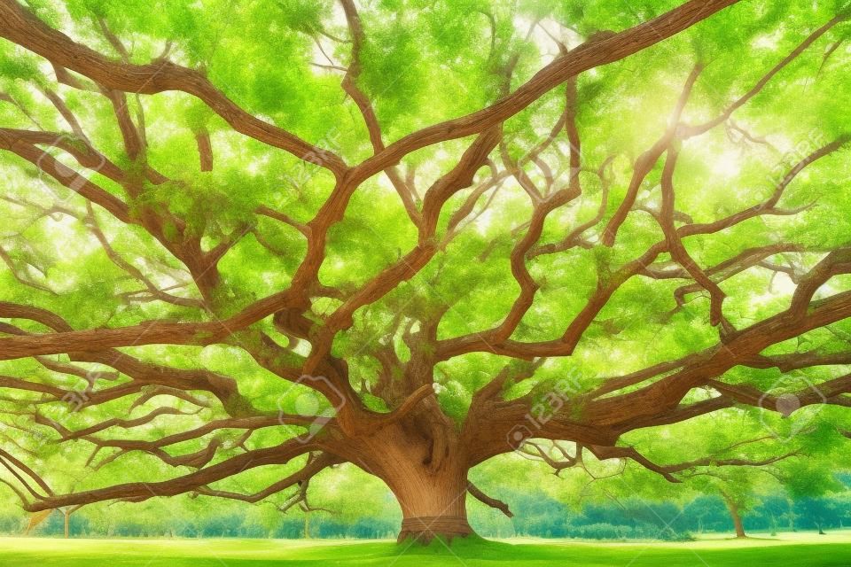 branch of big tree