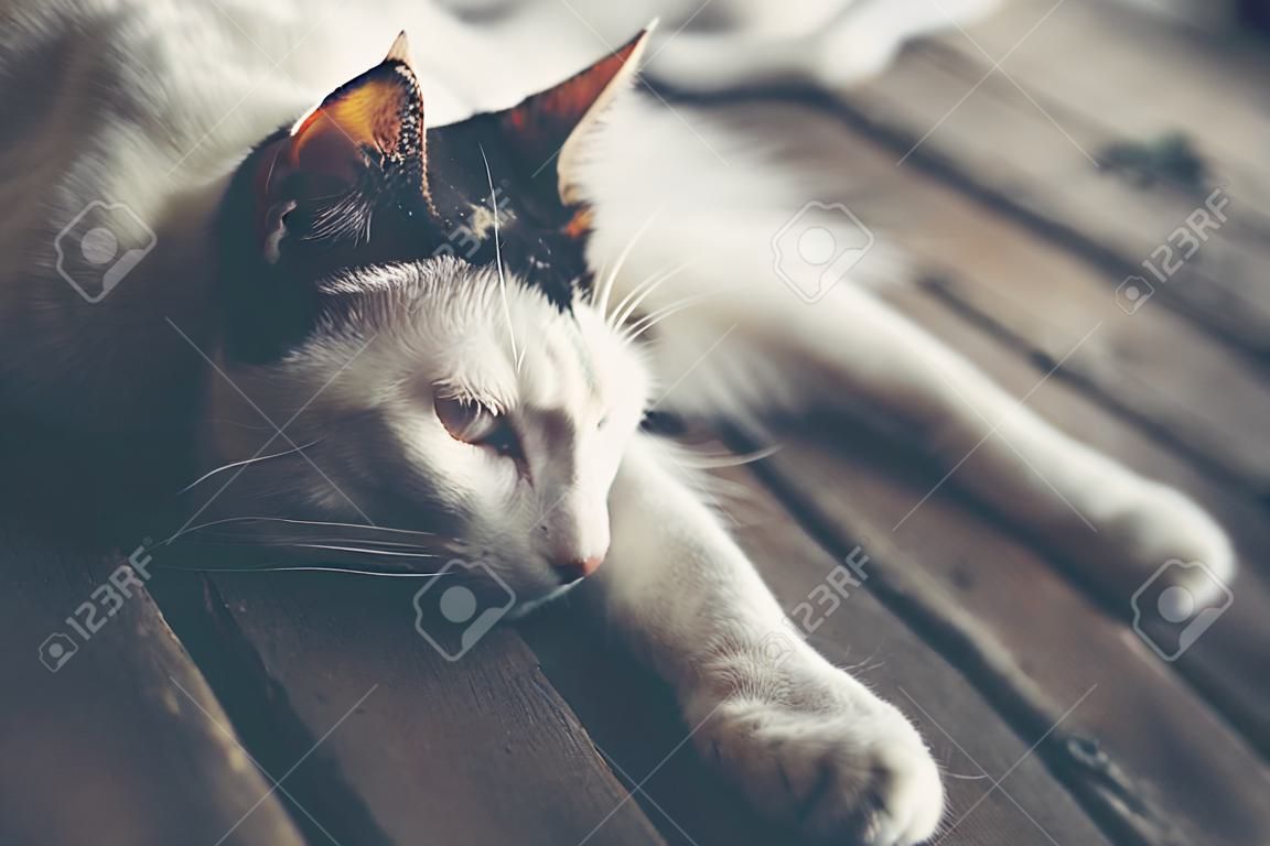 gatto bianco, immagine filtro vintage