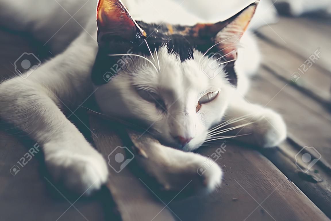 gatto bianco, immagine filtro vintage