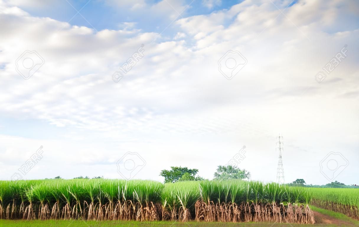 Sugarcane is grown and used extensively around the world