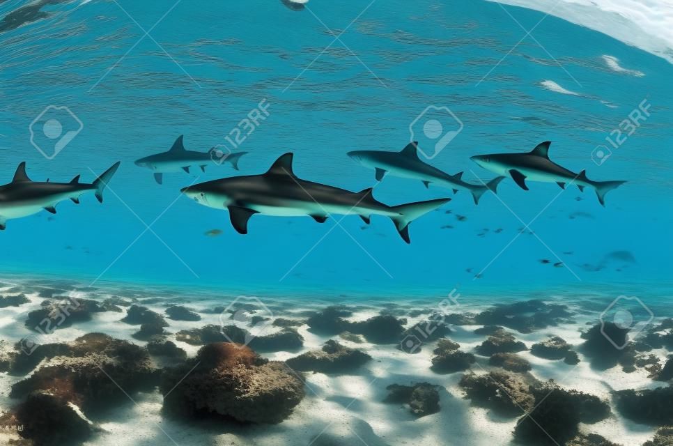 Grupo de tubarões de recife de ponta preta nada na Polinésia Francesa de Moorea