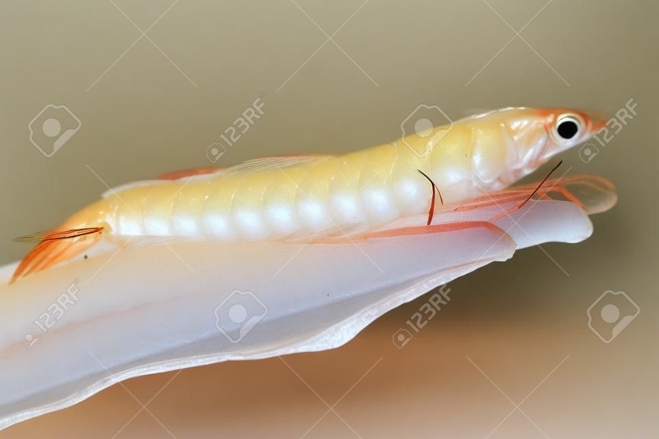 White shrimp, vannamei, Broodstock size,