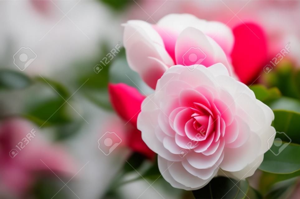 flower of camellia