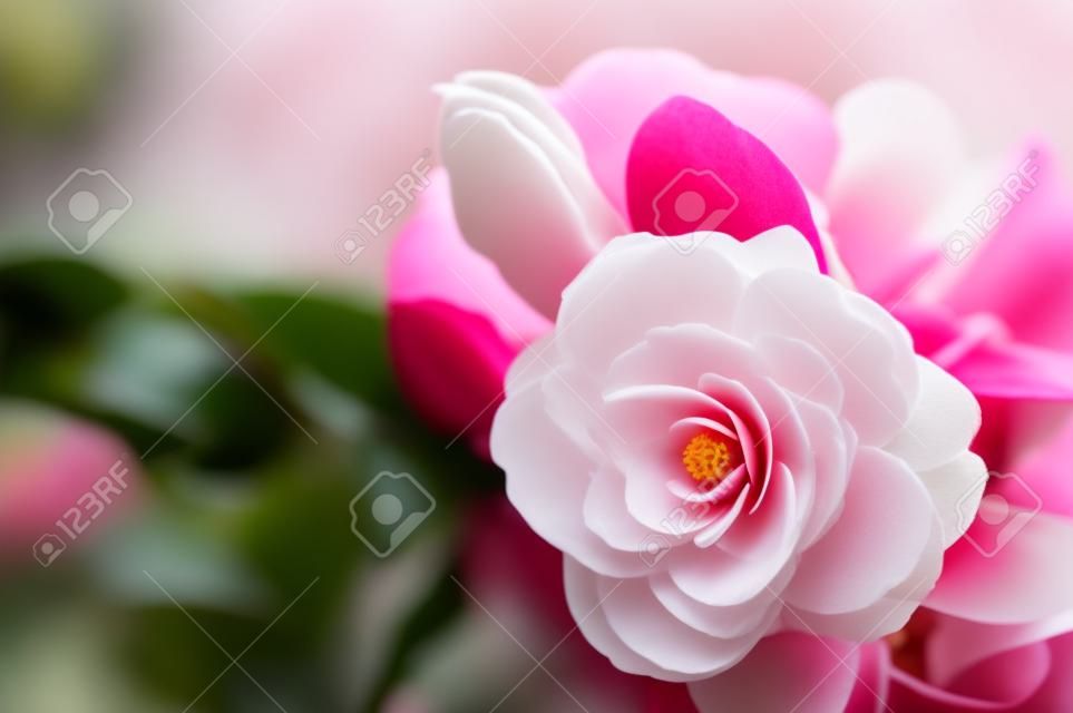 flower of camellia