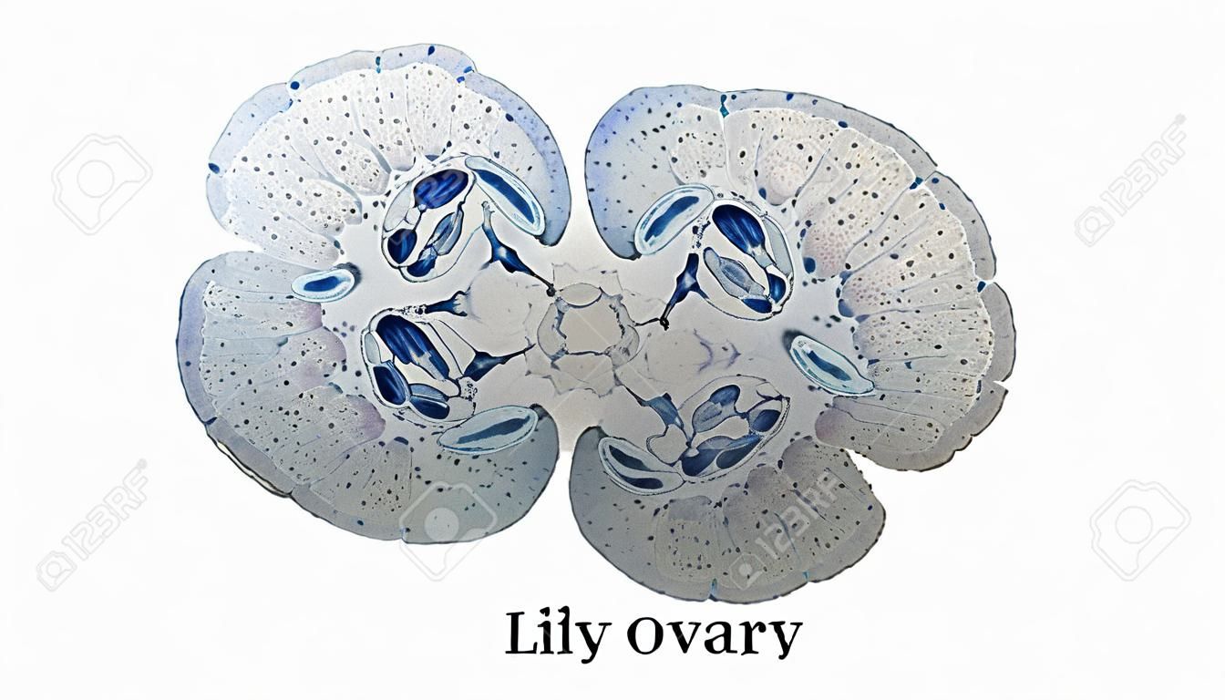 Microphotographie lumière de Lily section ovaire vu à travers un microscope