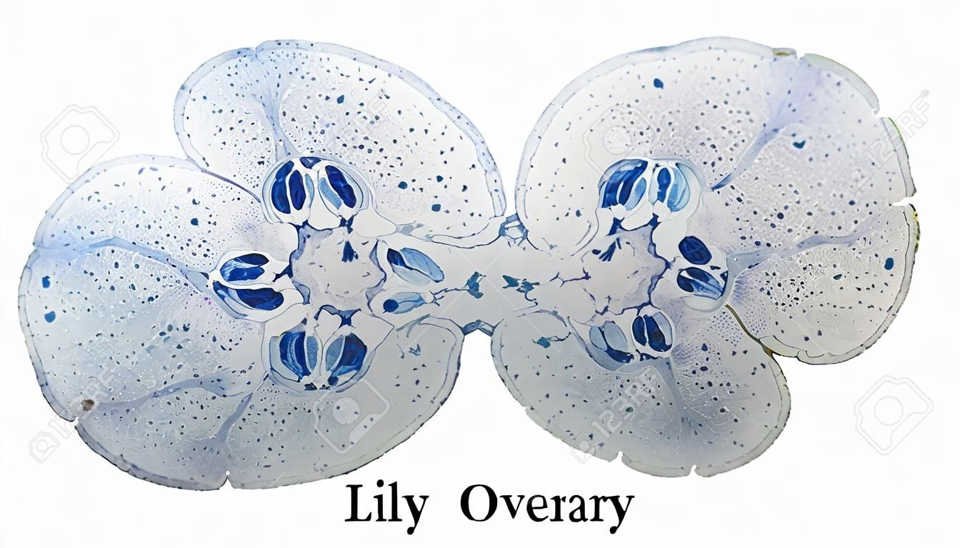 Microphotographie lumière de Lily section ovaire vu à travers un microscope
