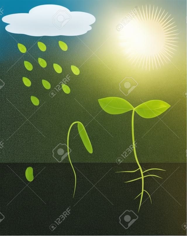 Una giovane pianta che cresce nel sole e pioggia