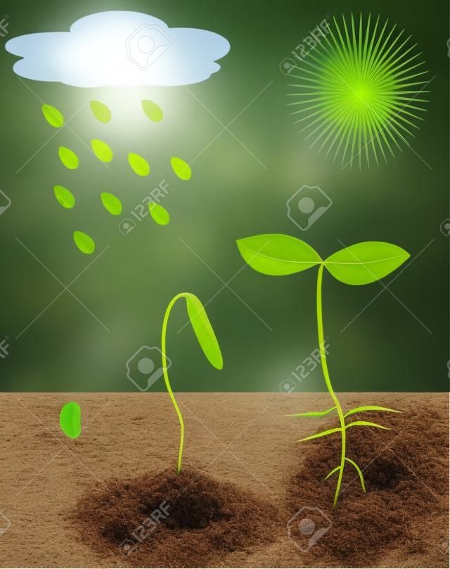 Una planta joven que crece en el sol y la lluvia
